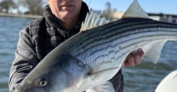 Striped Bass Fishing/Catching has Started!