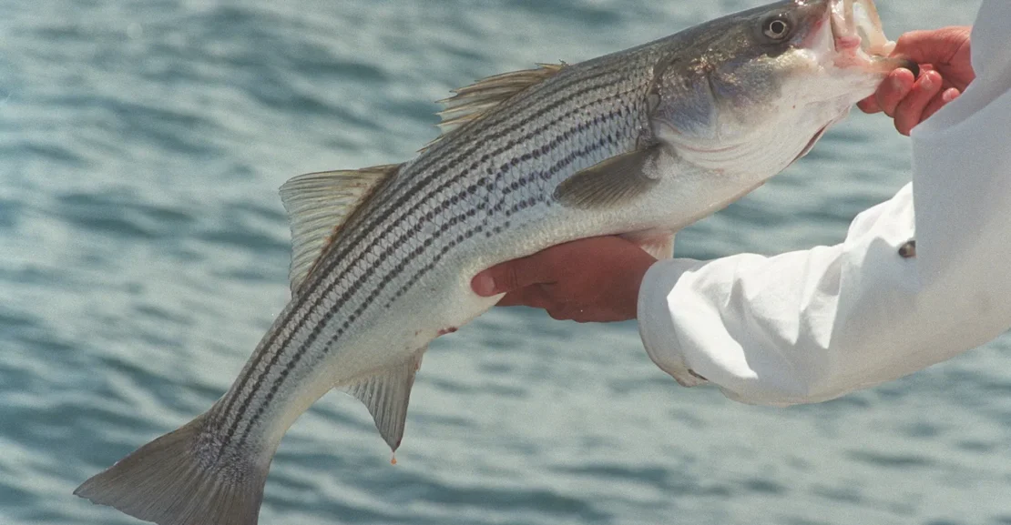 Striped Bass Fishing/Catching has Started!