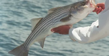 Striped Bass Fishing/Catching has Started!