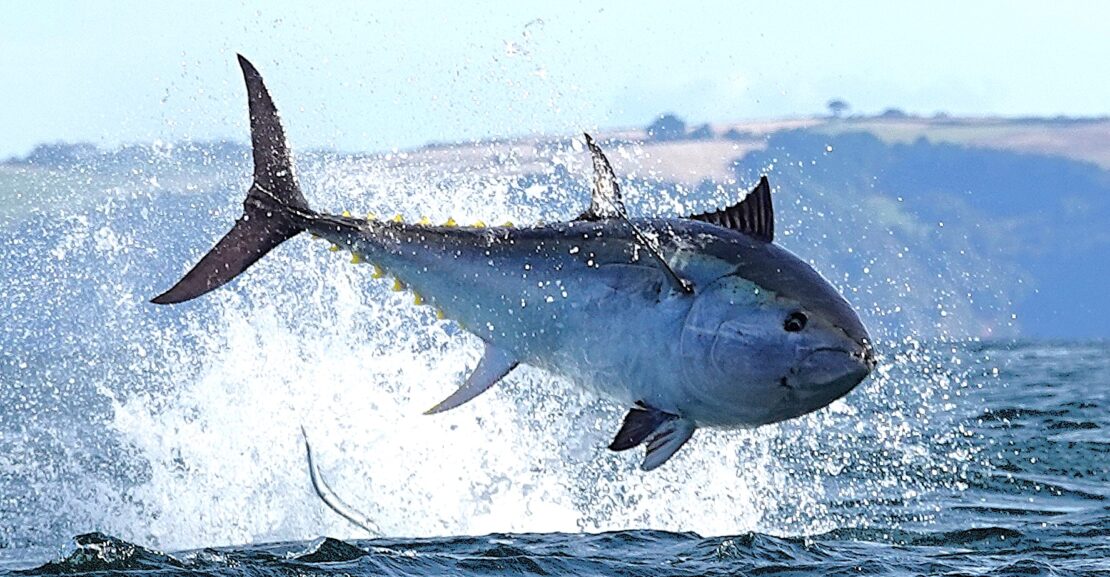 Tuna Incoming