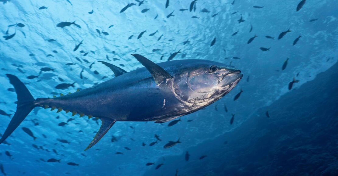 Tunas on the Horizon!