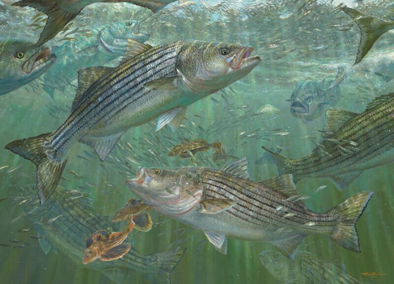 Fall Run and Round 2 of Fishing is Here!!