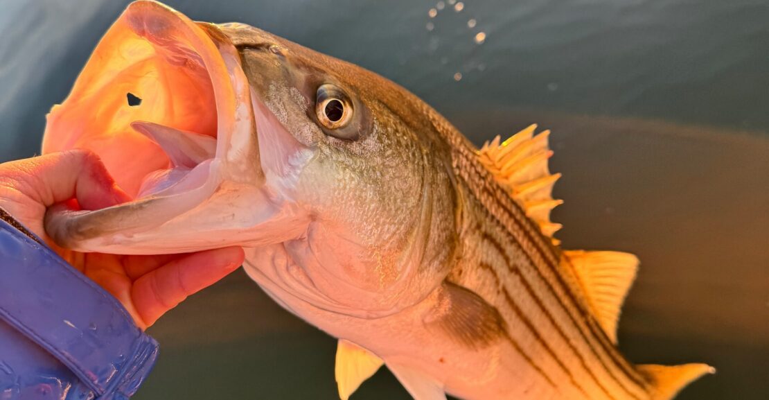 Long Island Fishing Report | Striper & Bluefish Action Building | Boats for Sale Sayville NY