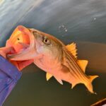 Long Island Fishing Report | Striper & Bluefish Action Building | Boats for Sale Sayville NY