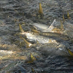 Spring Boating is Approaching Fast!!